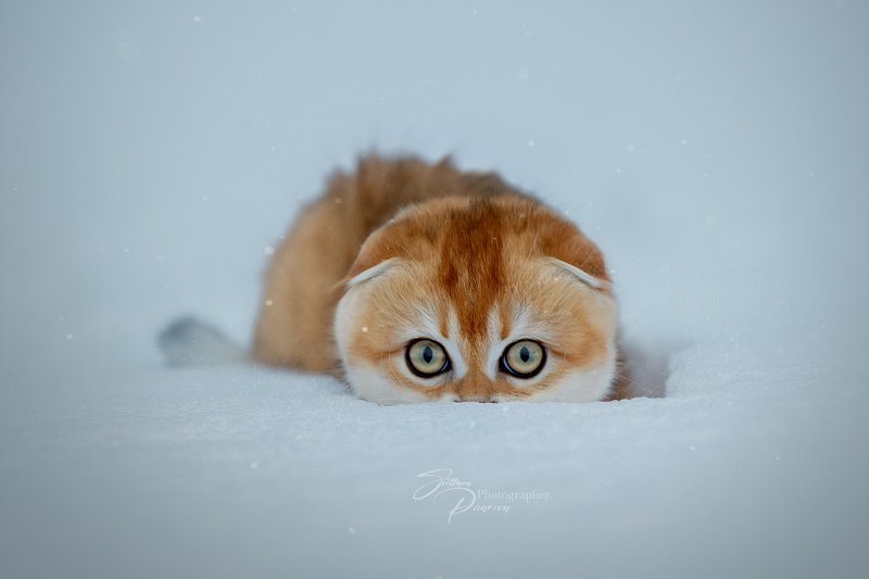 Эти глаза... фото превью