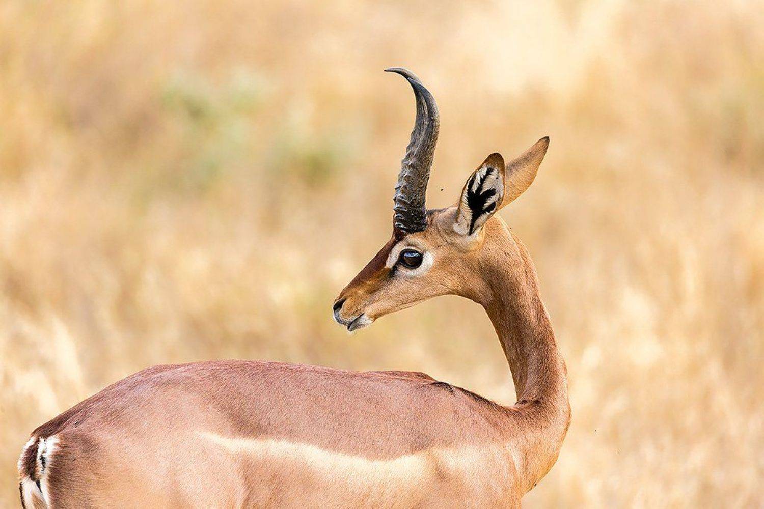 , Сергей Савви