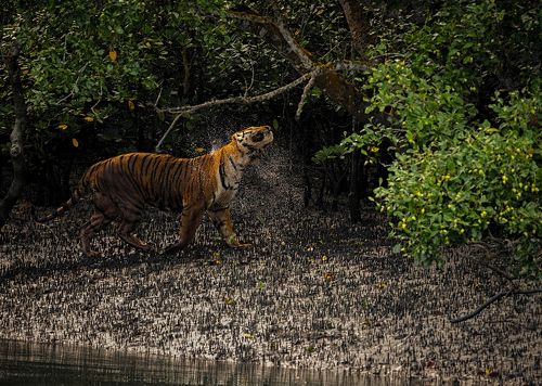 The Swamp King