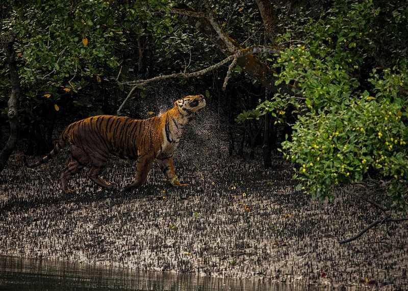Bengal Tiger, sunderbans, mangrove, water shake The Swamp King фото превью