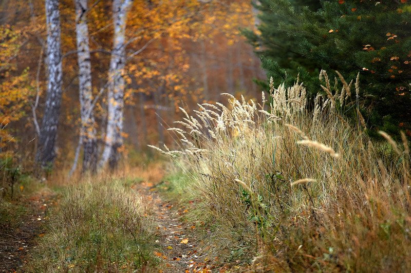 башкирия, южный урал орск новотроицк Прогулки по Лесу! фото превью