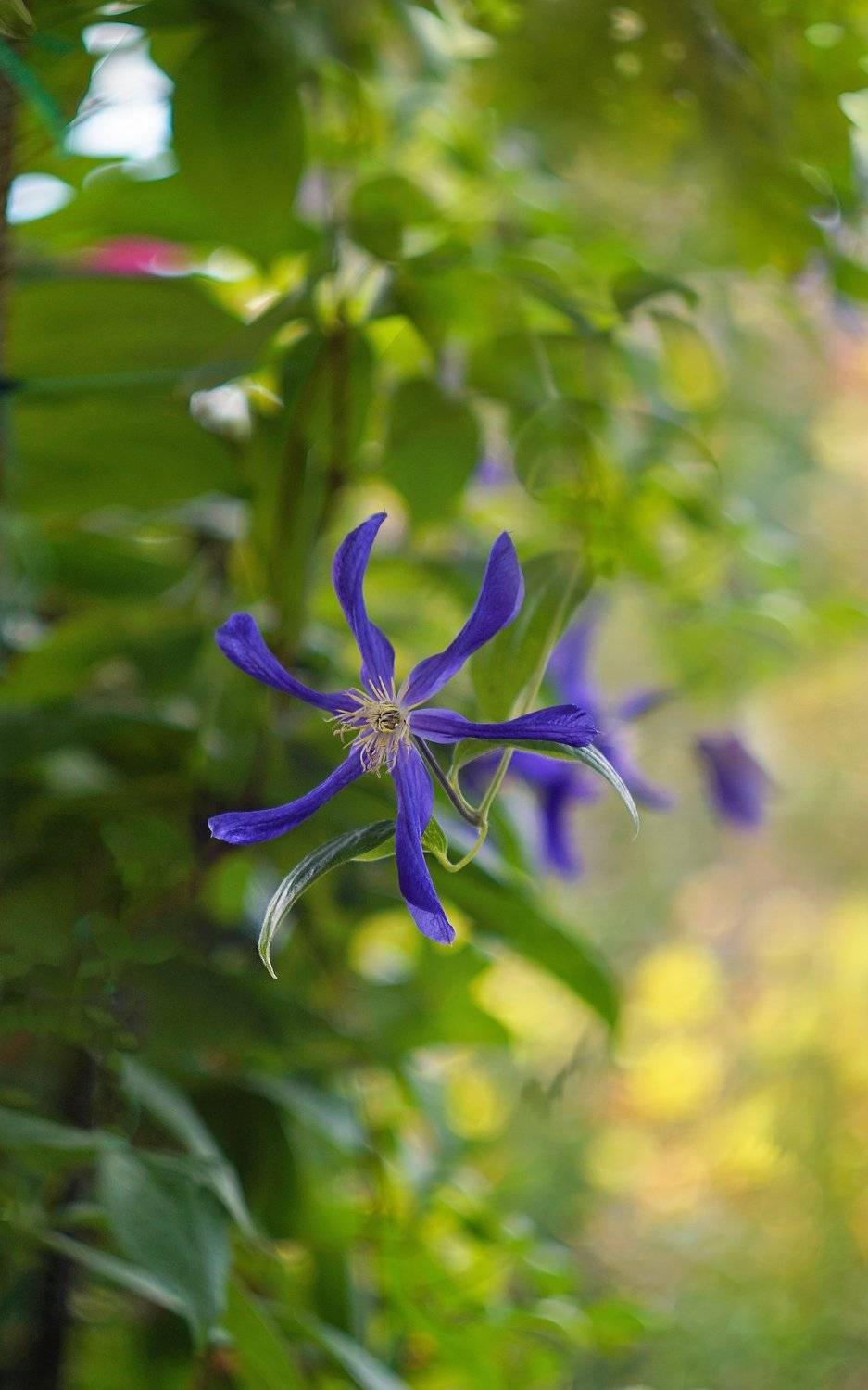 , Светлана Сушкевич