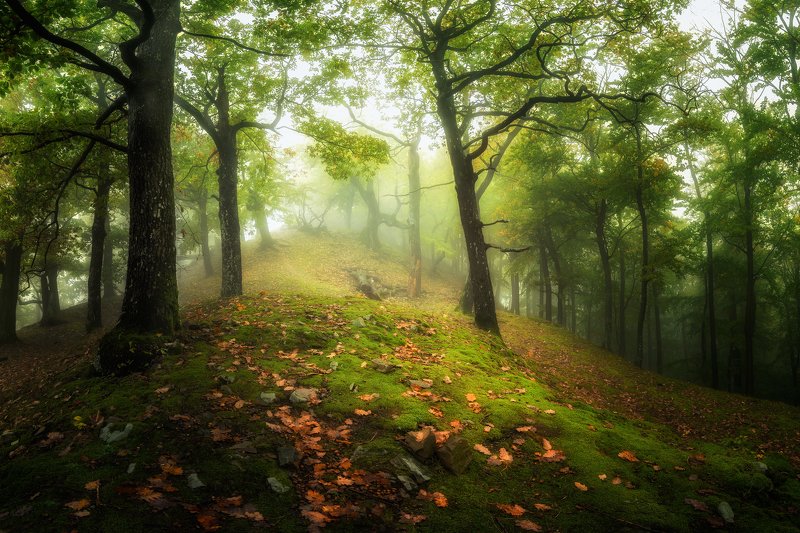 Mysterious forest in the Carpathians фото превью