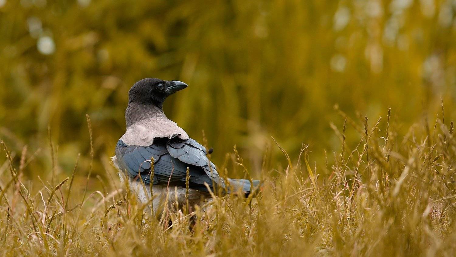 , Эдуард Колобошников