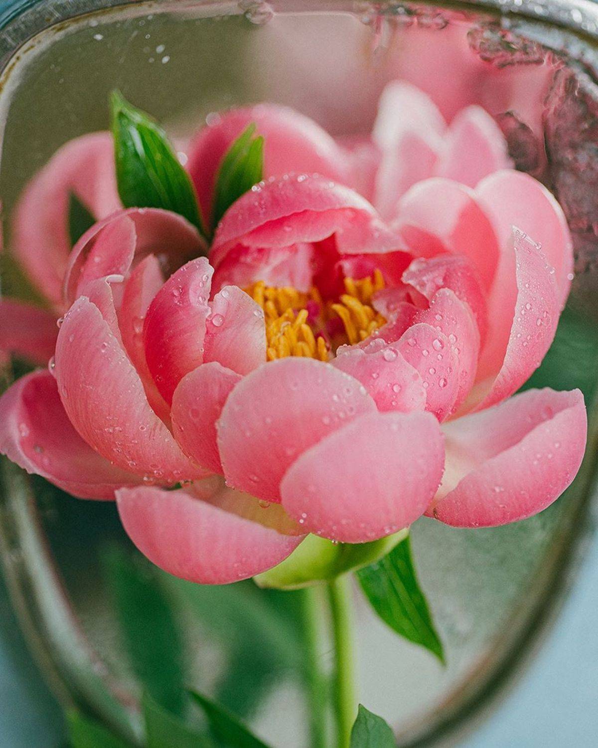 лето, пионы, свет, розовый, желтый, букет, Анастасия Зубкова