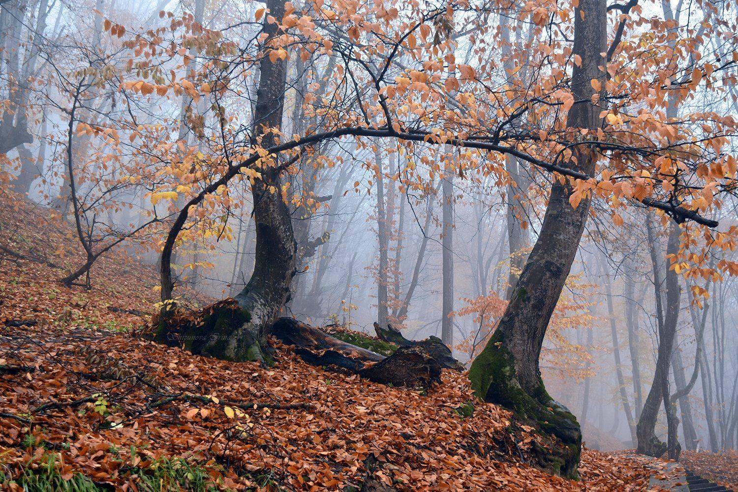 , Шипунова Ирина