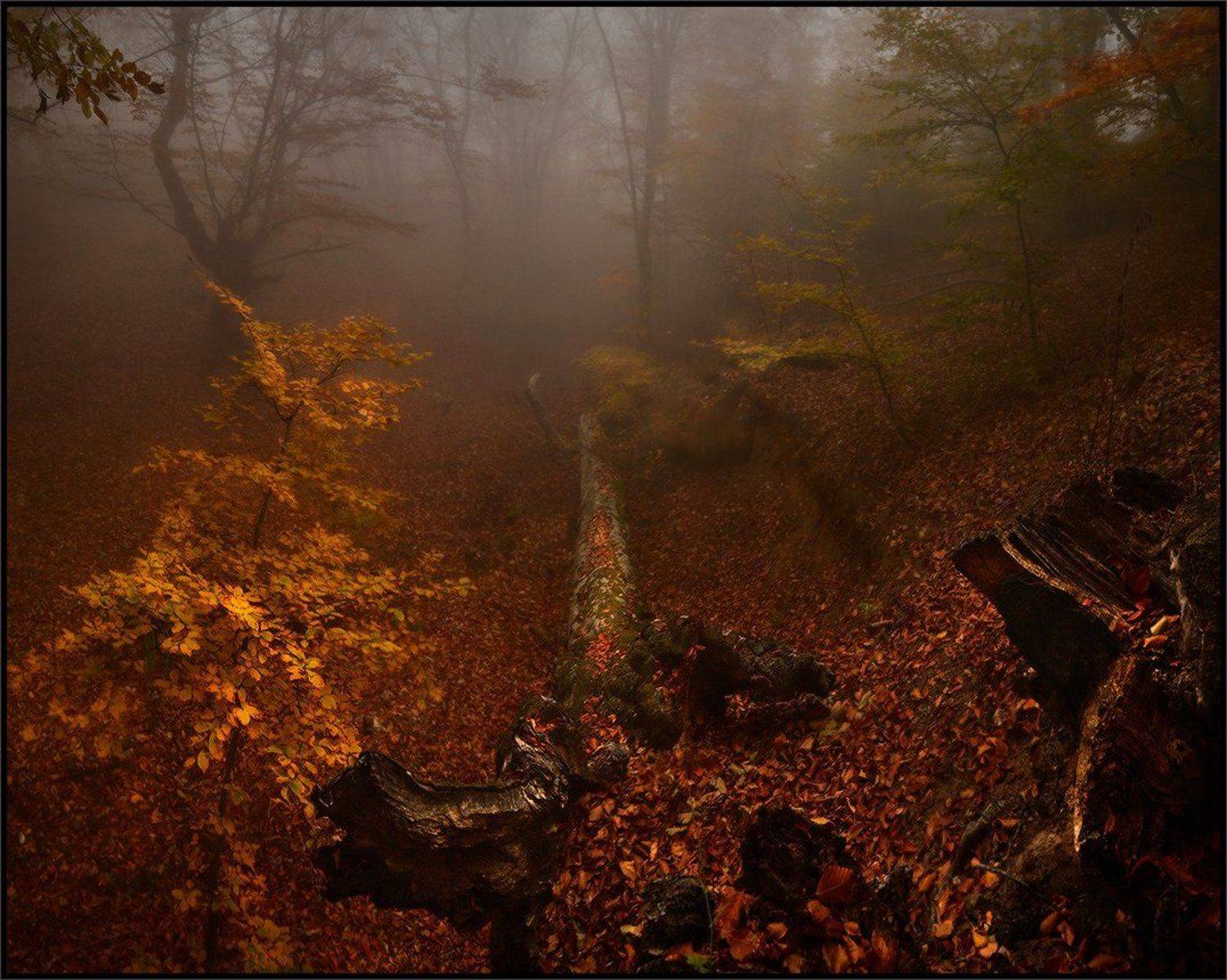 , Владимир Метцгер