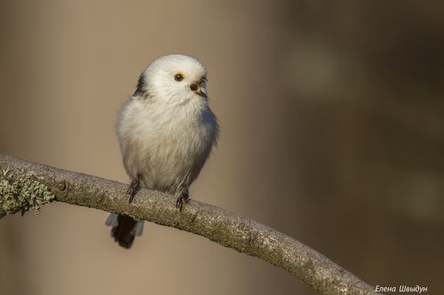 A singer