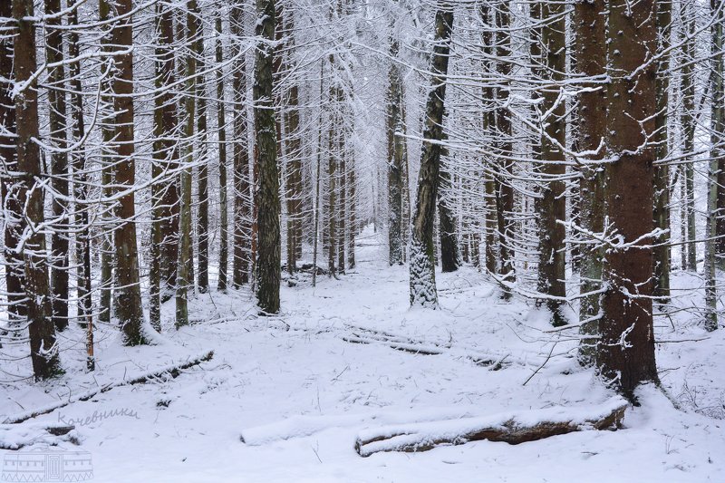 лес, зима, снег, снегопад,пейзаж, snow После снегопада фото превью