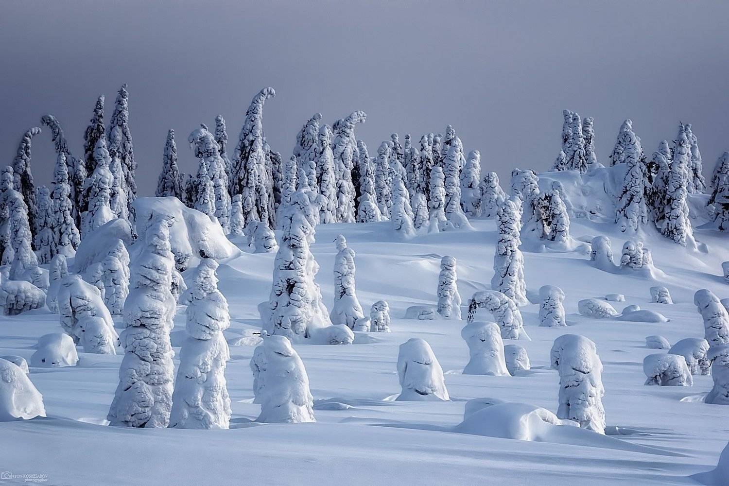 , Антон Кошетаров