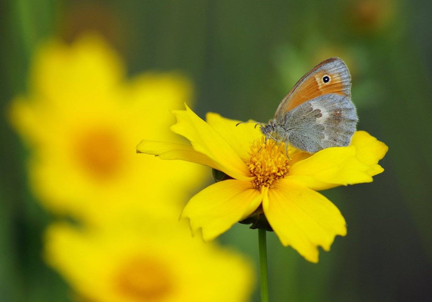 , Чепленко Алексей