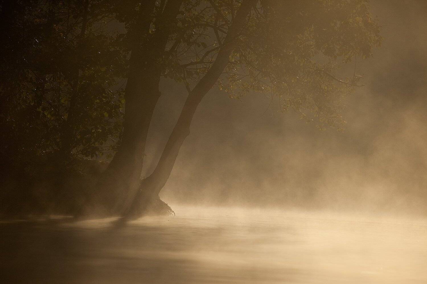 Morning. Автор: Robert Adamec , Robert Adamec