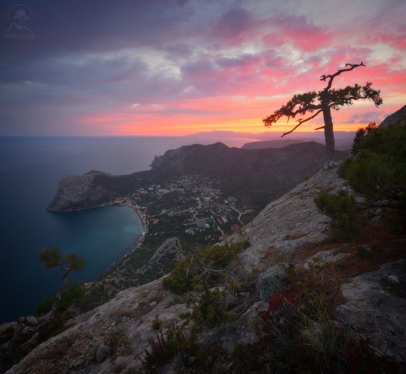 крым, горы, море, дерево Над Новым Светом фото превью