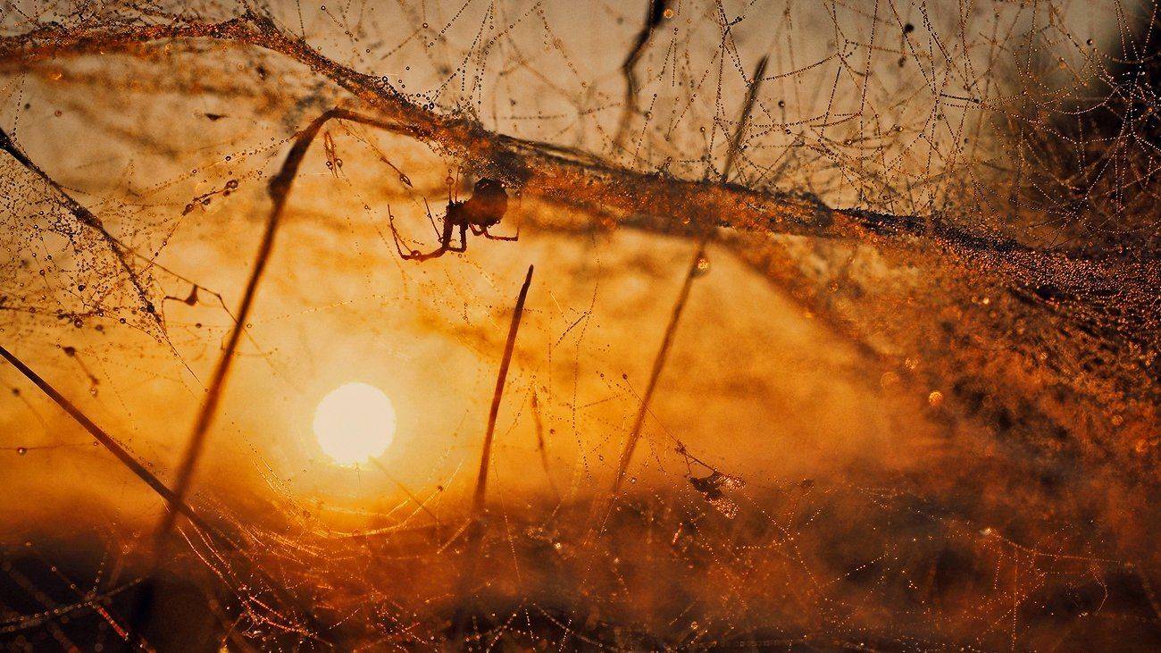 , Руслан Ахметшин