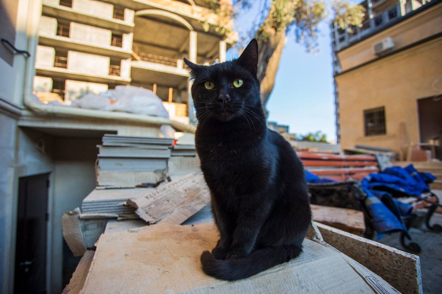 , Денис Свечников