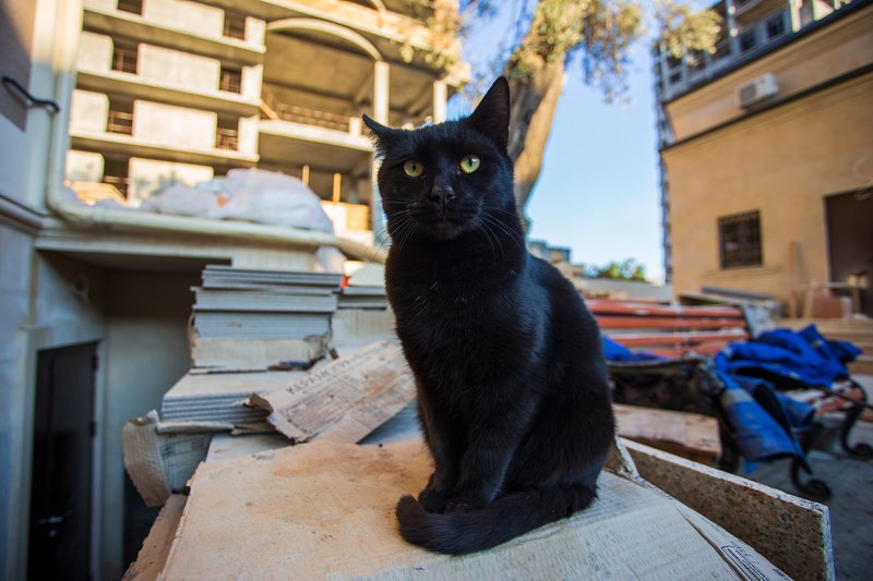 Прораб фото превью