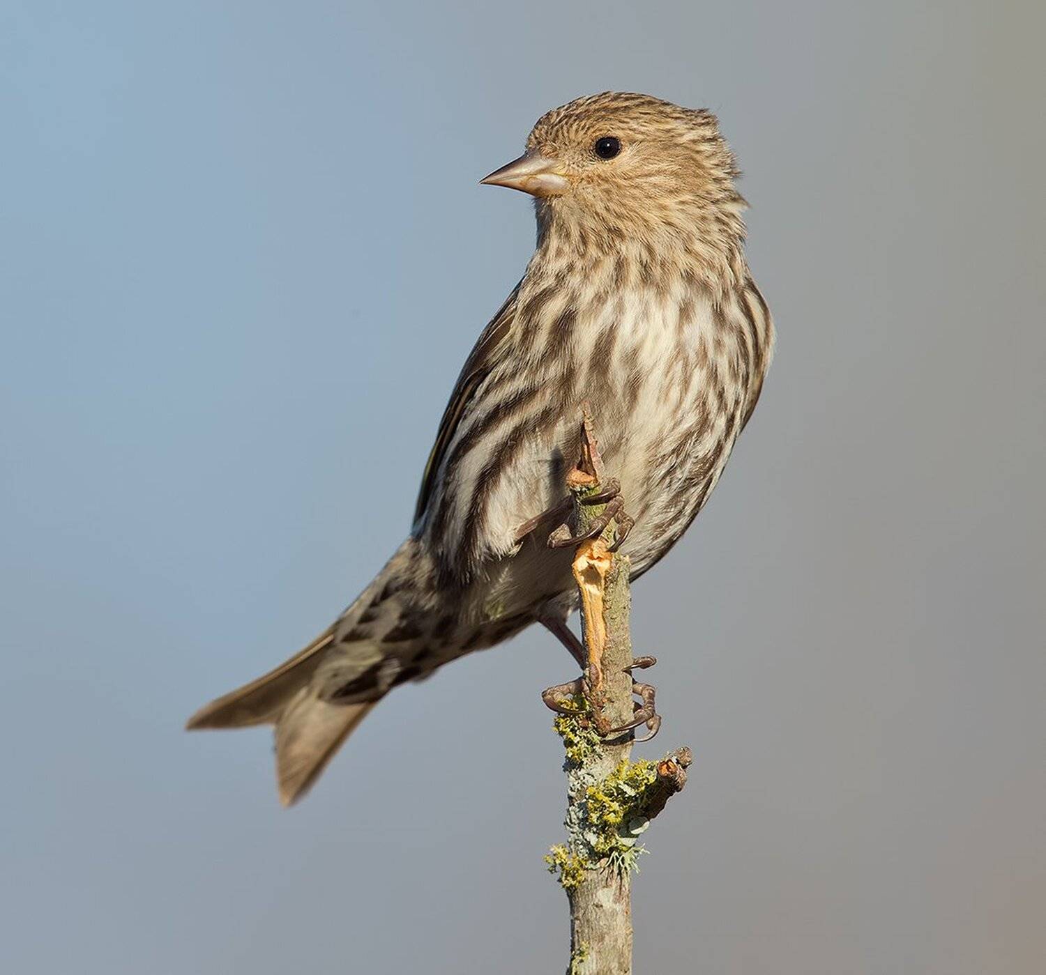 сосновый чиж, pine, siskin, чиж, Elizabeth Etkind