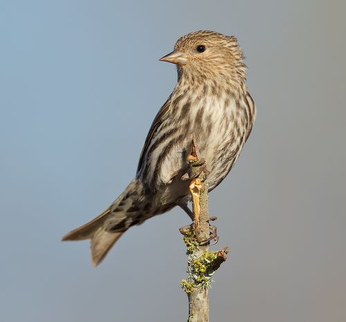 Сосновый чиж - Pine Siskin