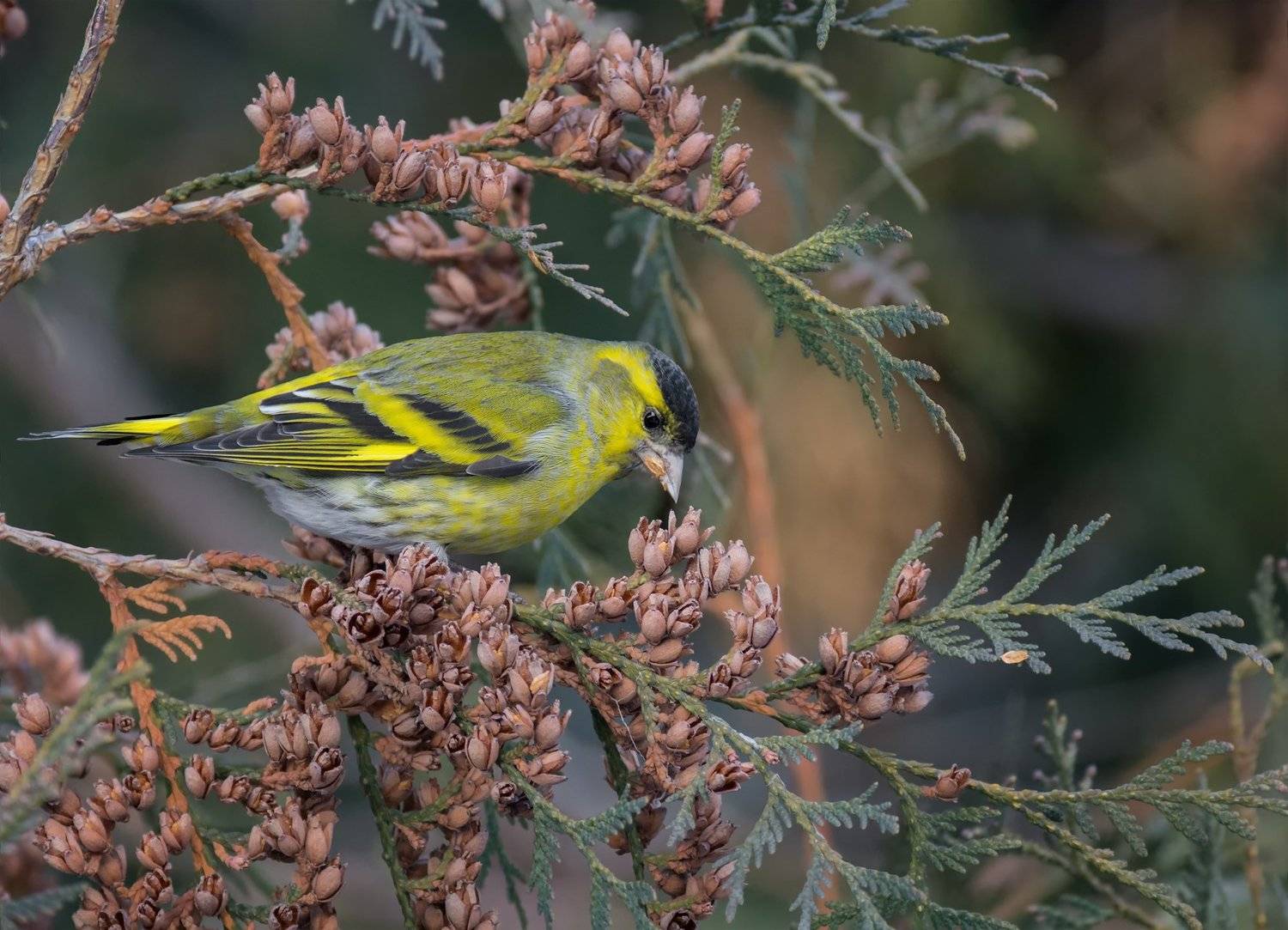 птица, чижик, самец,, Марина Мочалова