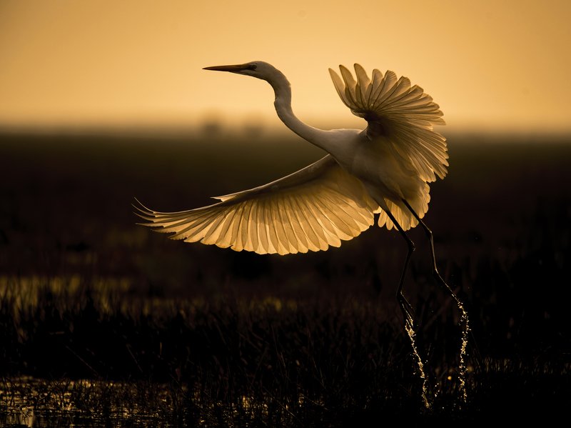 silhouette, great egret, sunset, manglajodi Wings of Fire фото превью