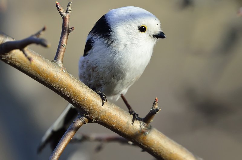 Длиннохвостая синица фото превью