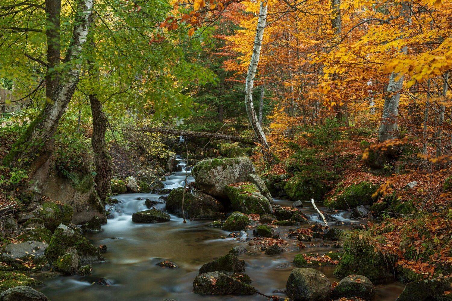 , Александър Сандев