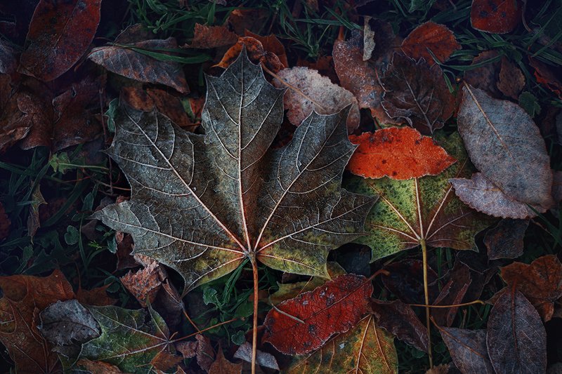 pentacon, 50mm, f/1.8 По горячим осенним следам-2 фото превью