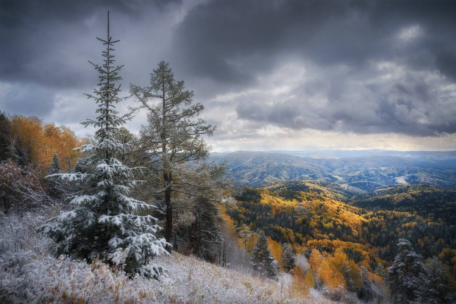 алтай, алтайский край, предгорья, тайга, лес, таежный лес, алтайская тайга, золотая осень, сентябрь, первый снег, предзимье, свинцовые тучи, пихта, Алена Рубан