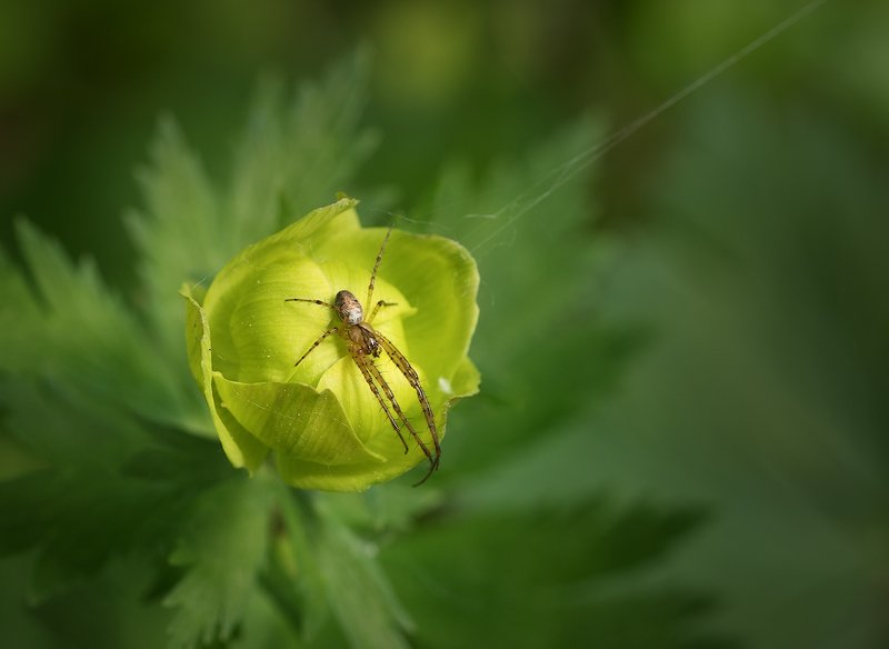 природа, май, лес, цветы Майские воспоминания фото превью