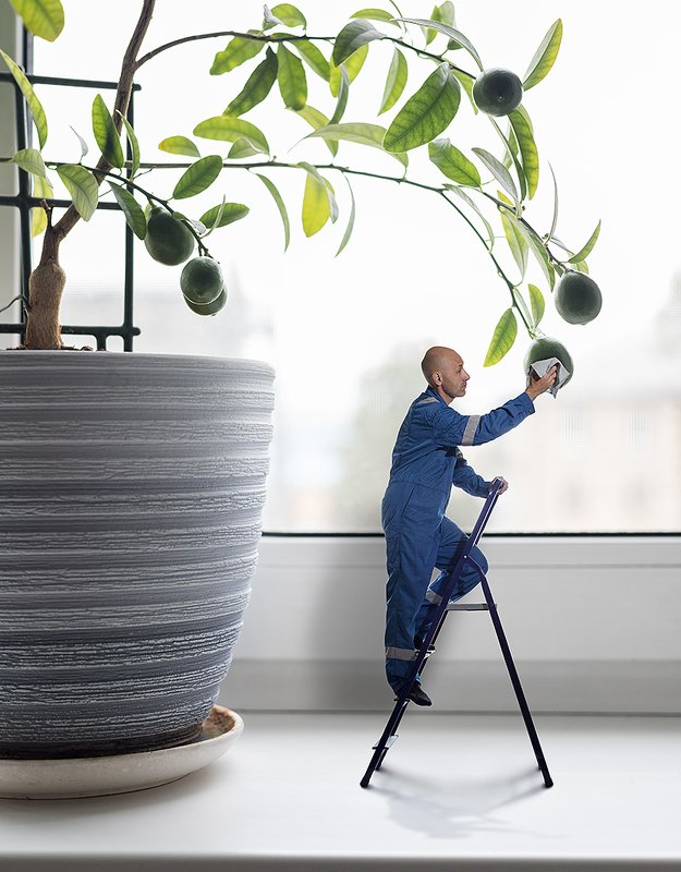 #lemontree #man #care #plant #lemon Care фото превью