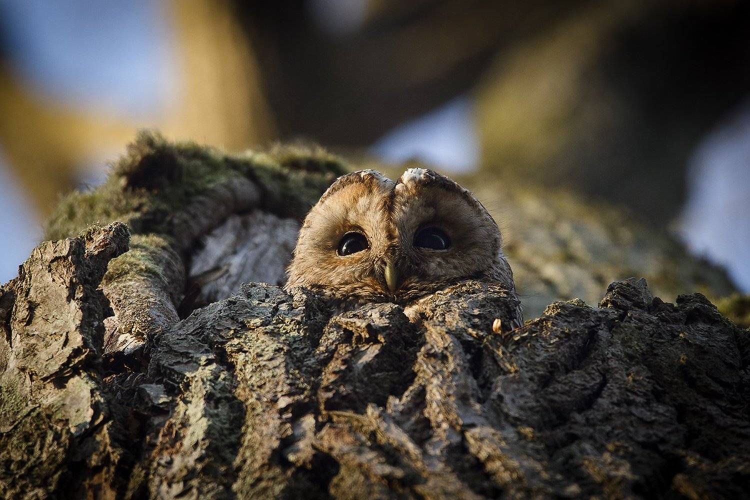 Серая неясыть, Андрей Костромин