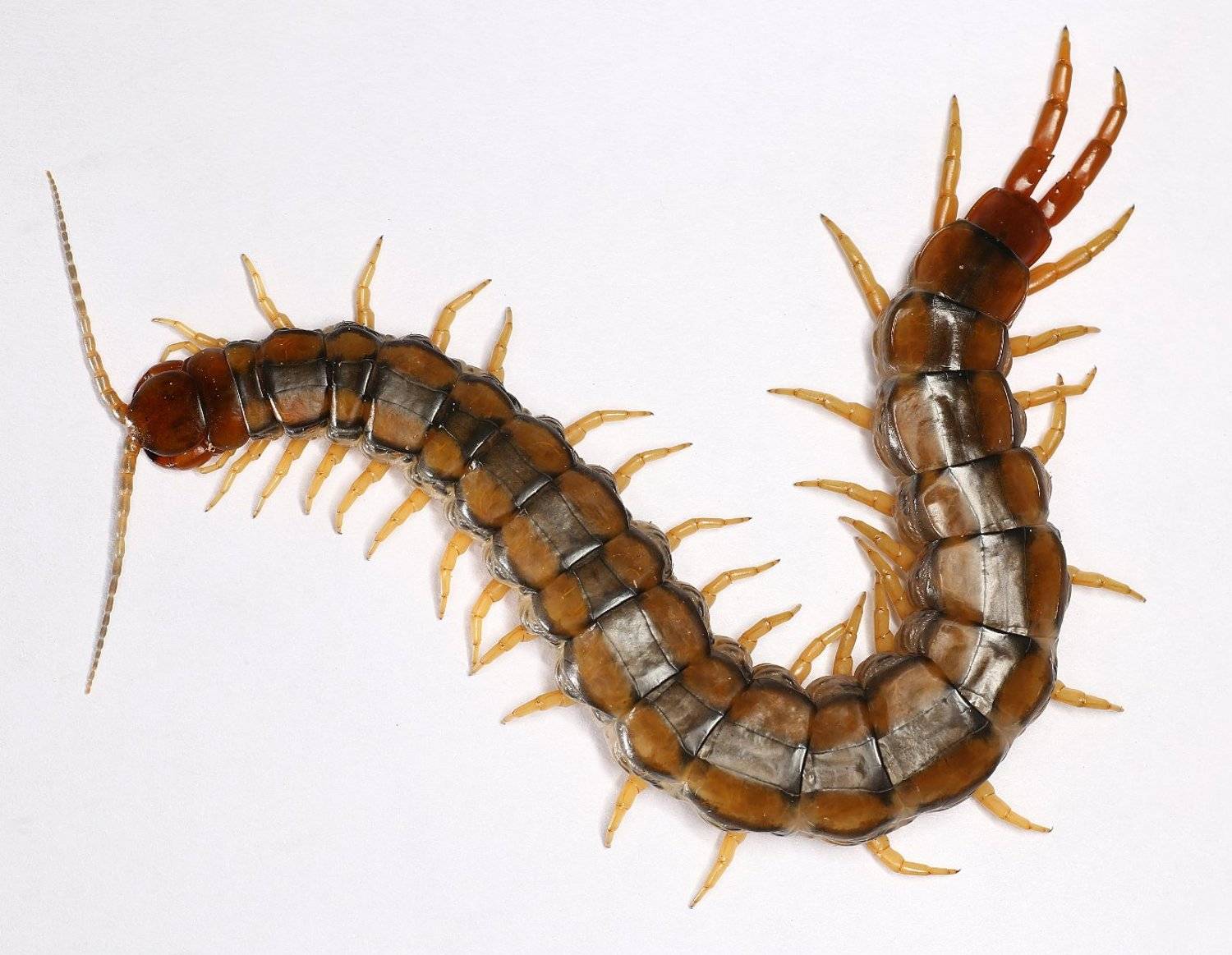 многоножка сколопендра, Александр Зорин