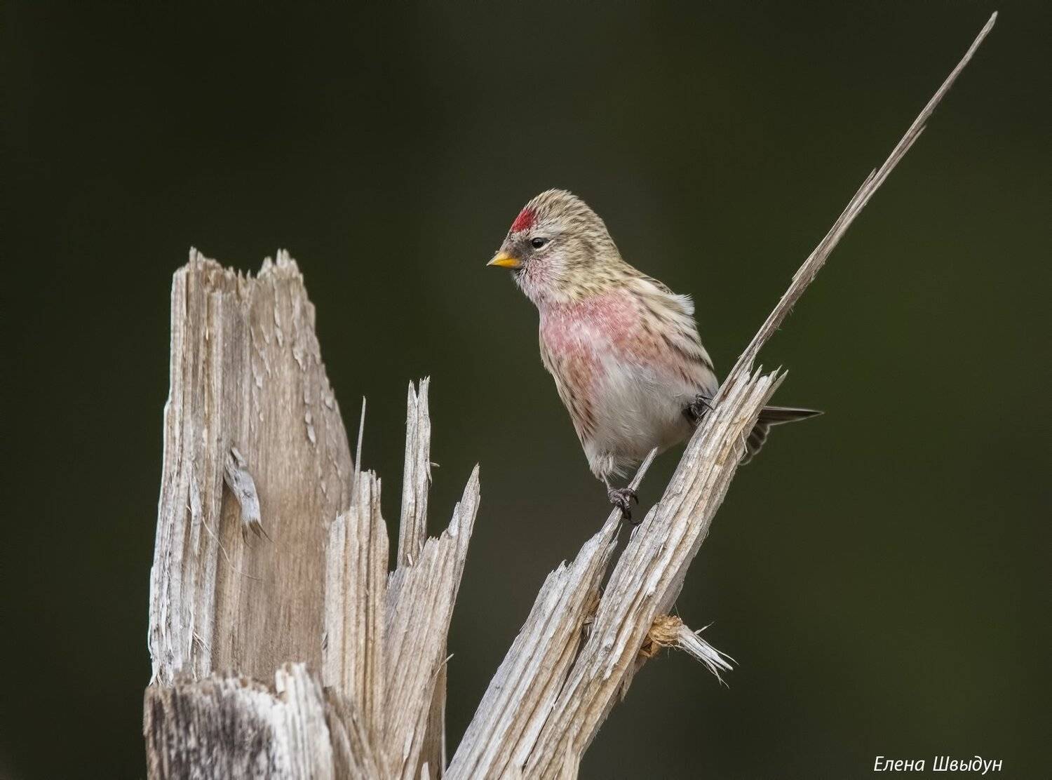 птицы, птица, чечётка, обыкновенная чечётка, common redpoll, redpoll, Елена Швыдун