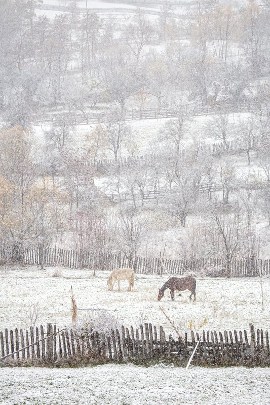 First snow фото превью