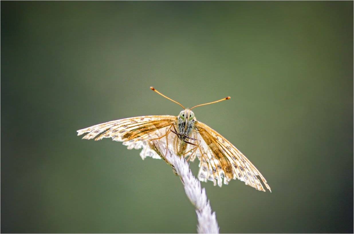 бабочка, КарОл