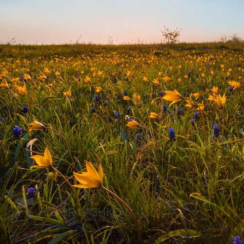 Цветущий ковёр