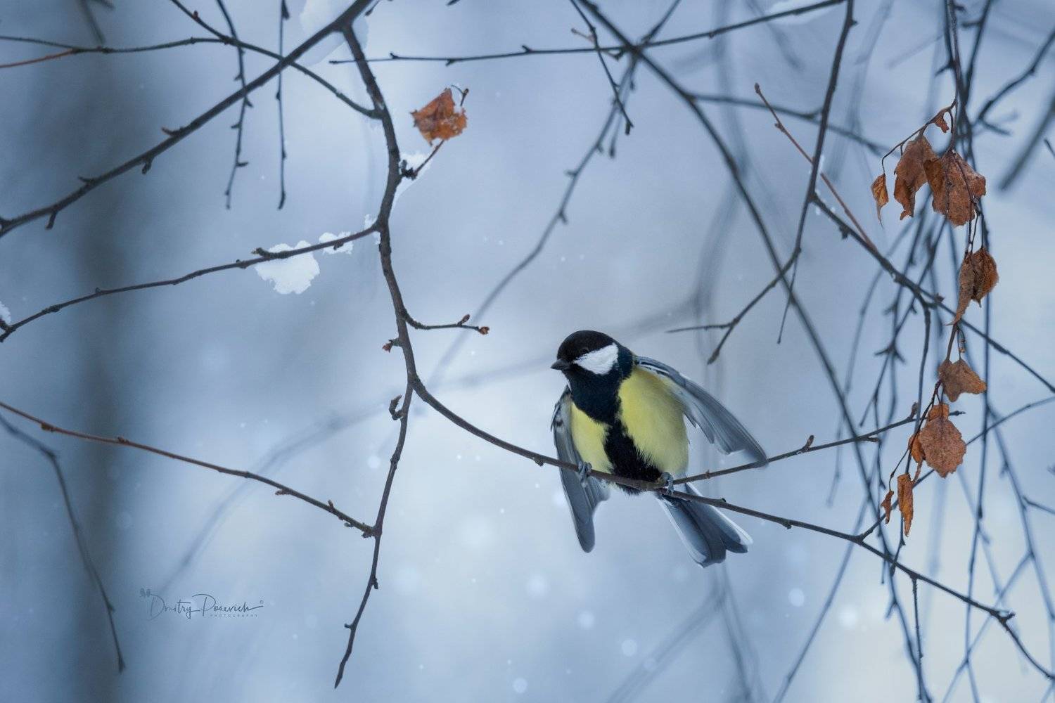 природа, лес, поля, огороды, животные, птицы, макро, Дмитрий Посевич