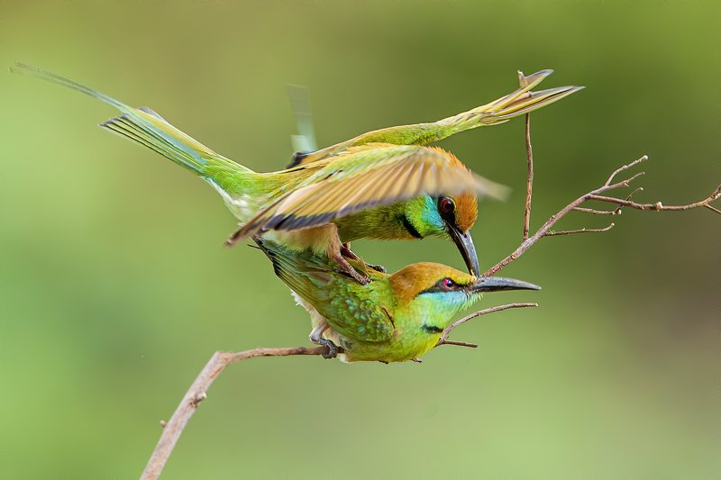 #bird #wildlife Season Love фото превью
