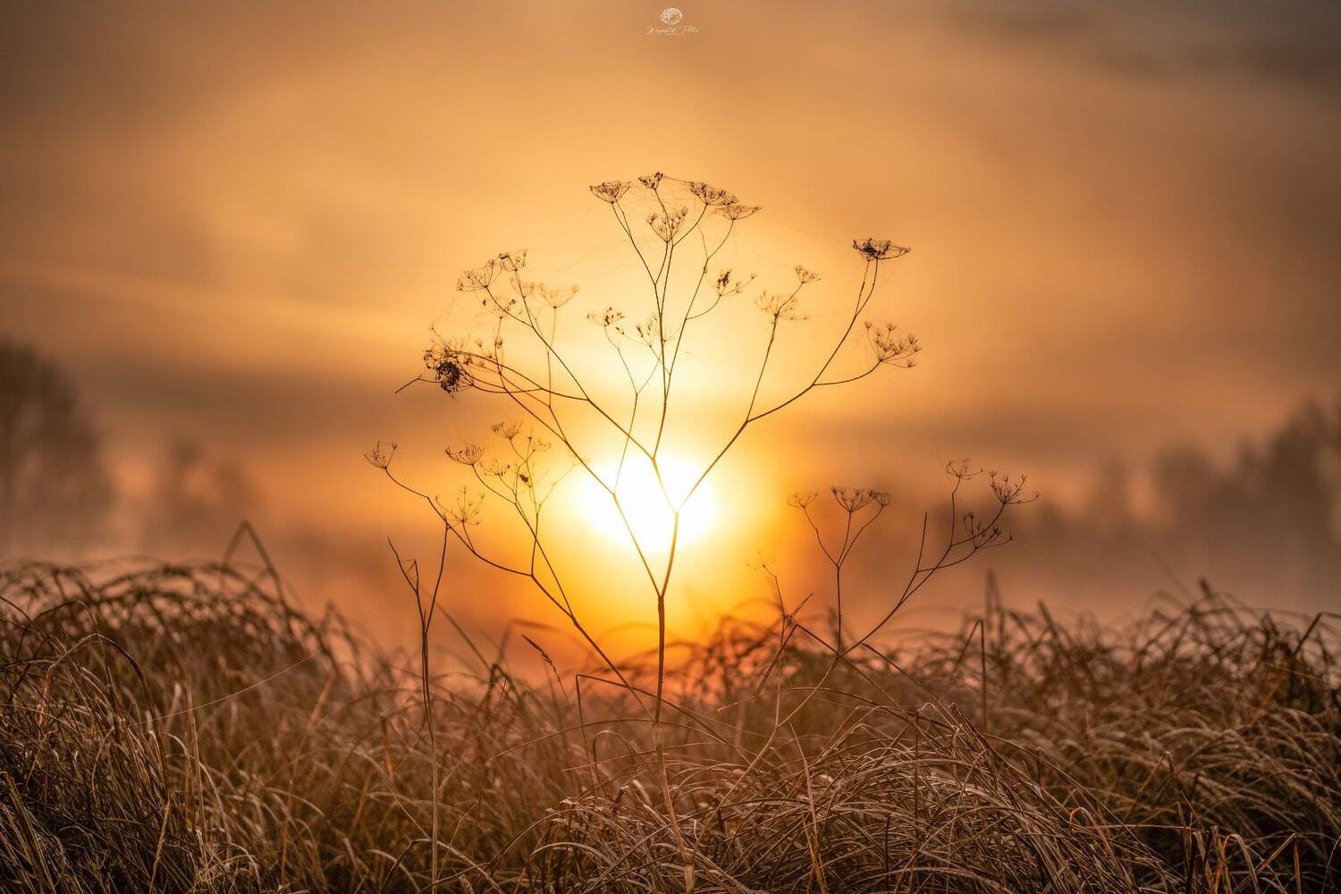 nature, beauty of nature, plant, sky, grass, sunrise, light, fog, autumn, sun, nikon, trees, Krzysztof Tollas
