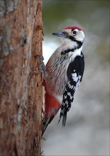 Дятел белоспинный