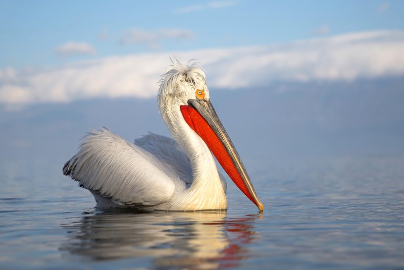 Dalmatian pelican фото превью