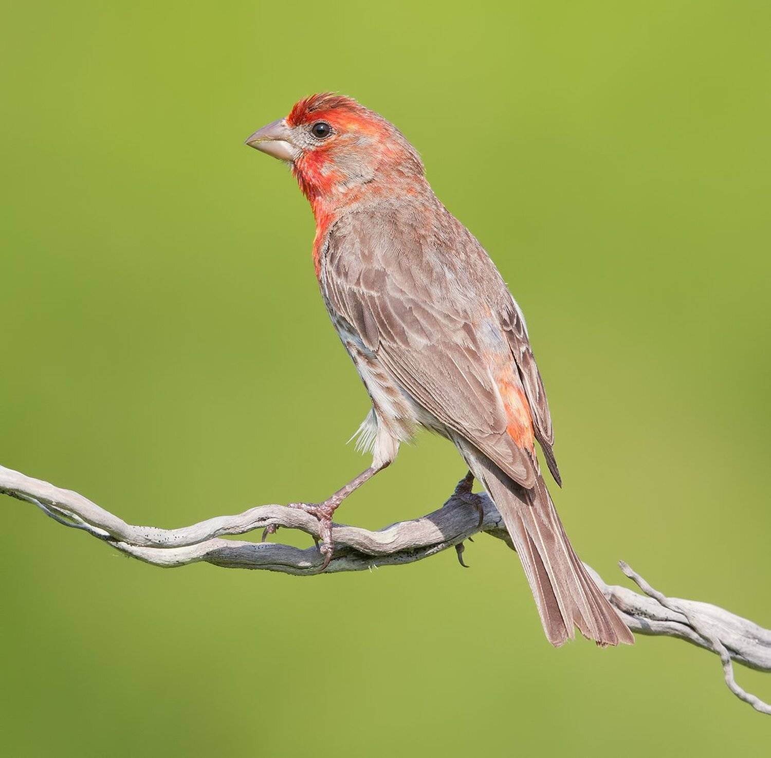 мексиканская чечевица, house finch,  finch, чечевица, Elizabeth Etkind