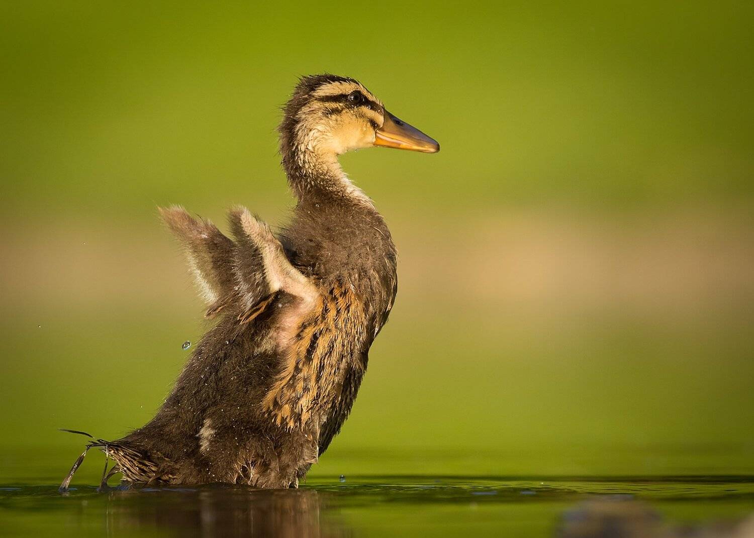 , Robert Adamec