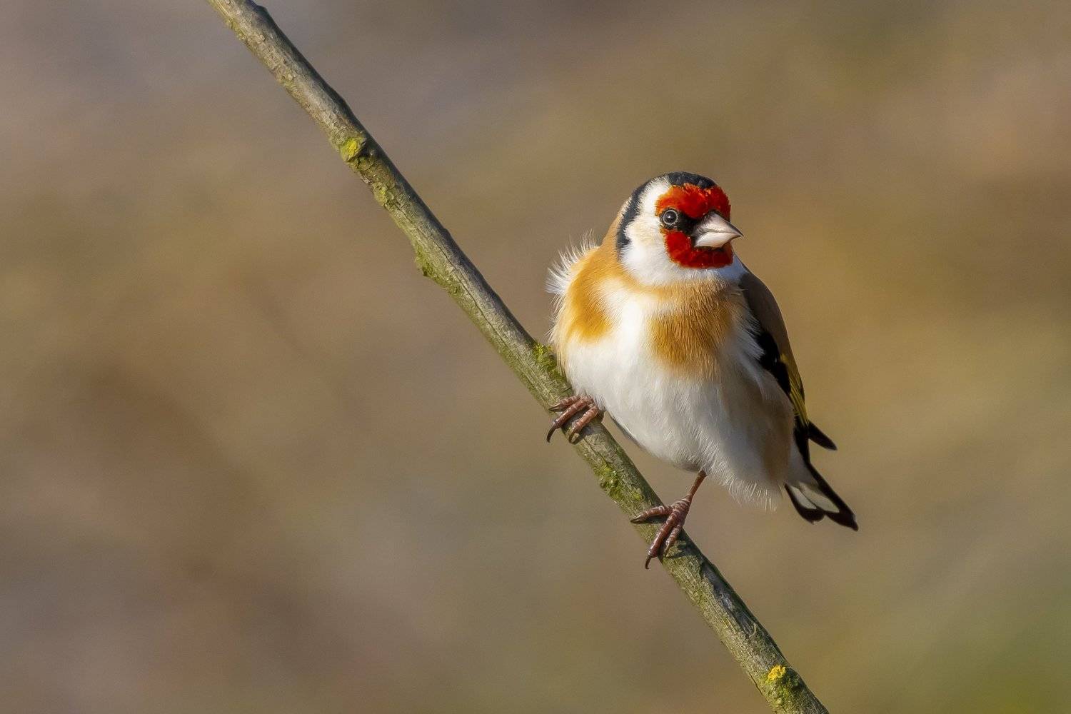 , Krzysztof Kozlowski