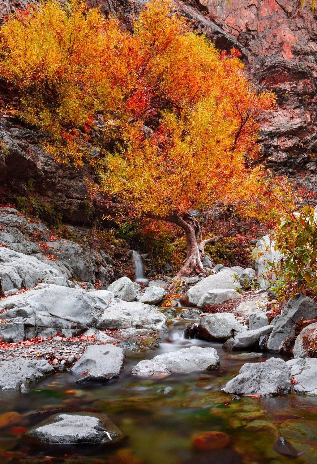 , Farshad Yazdankhah