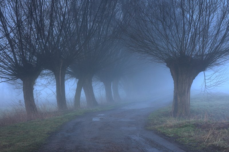 willow, tree, road, fog, mist, mood, morning, blue, Willows фото превью