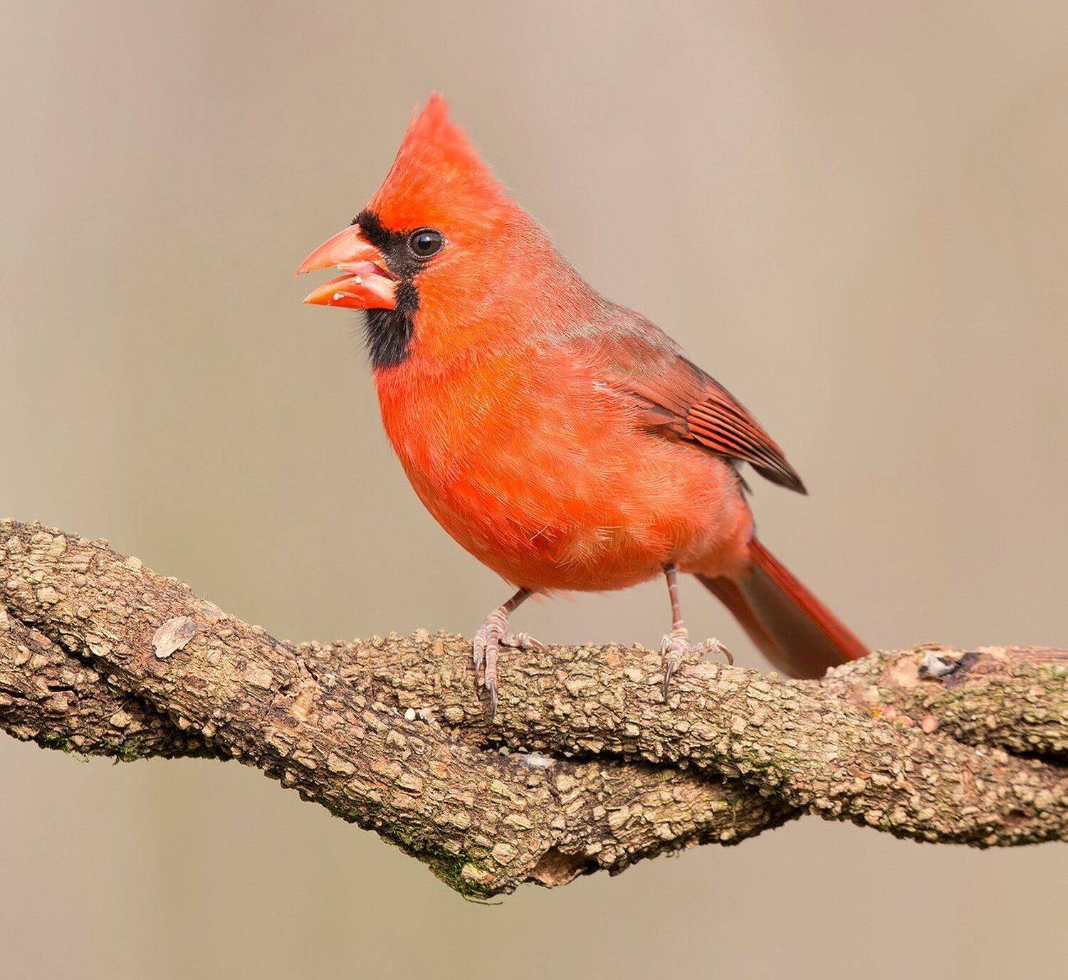красный кардинал, northern cardinal, cardinal,кардинал, Elizabeth Etkind