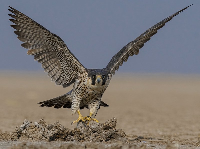 peregrine falcon, lrk, rann of kutch, raptor, take off The Fastest Creature of this Planet! фото превью