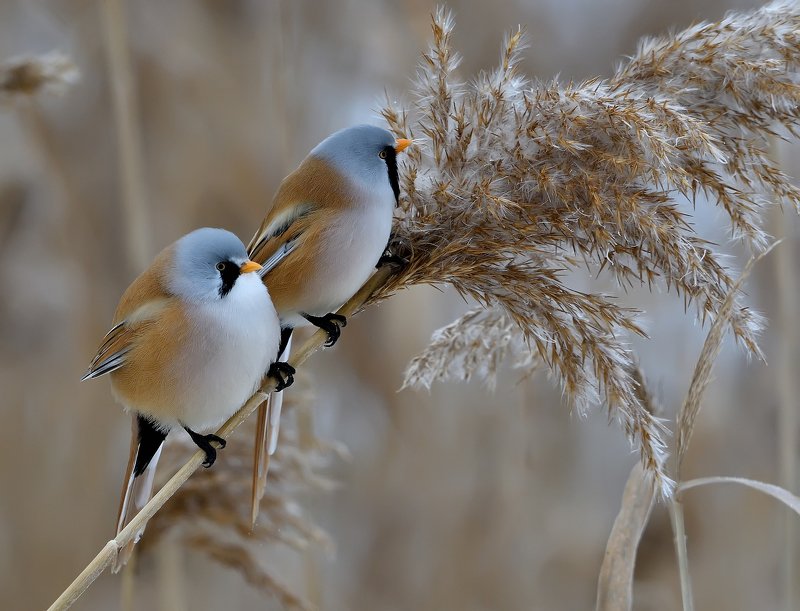 Усатые синицы фото превью