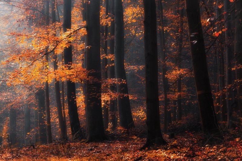 Forest. фото превью